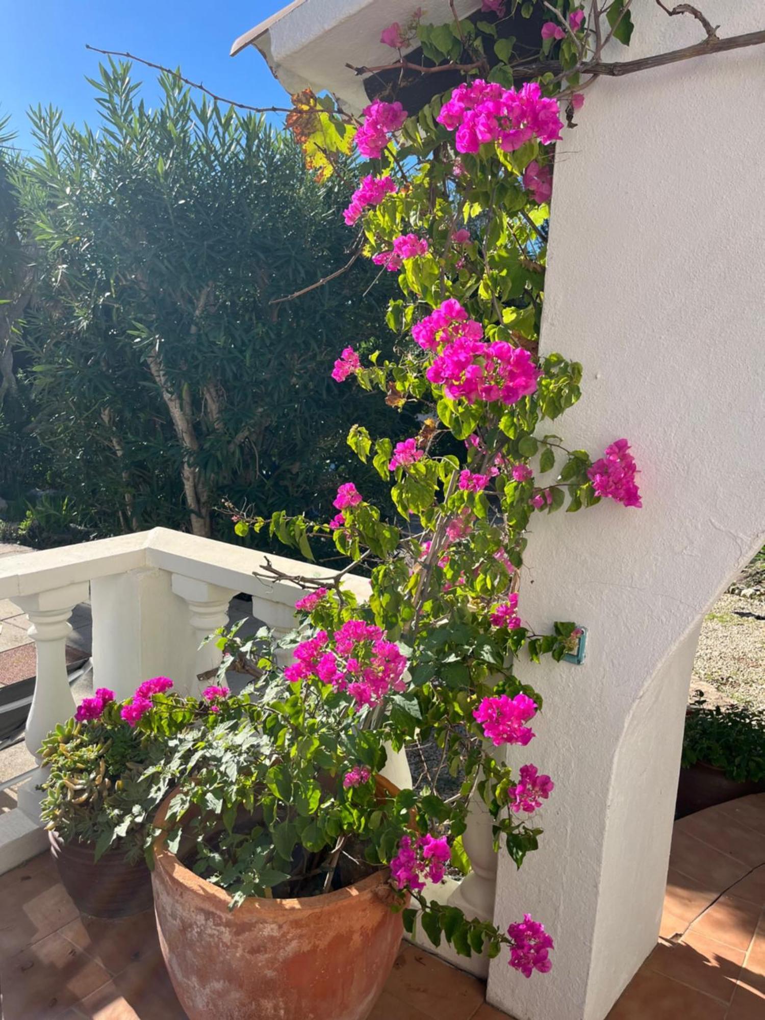 Villa Cecylia Es Canutells Екстериор снимка